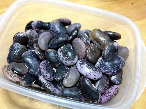 紫花豆1