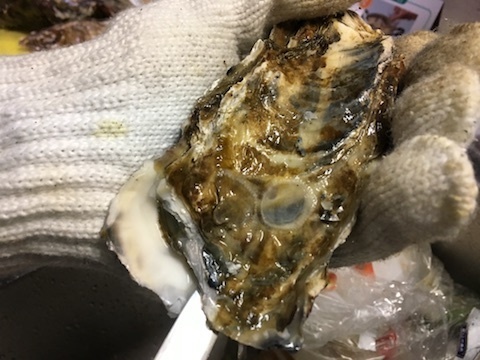 サロマ湖産の殻付き生牡蠣5